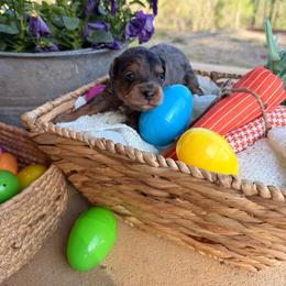 Pluto - Blue merle male Aussiedoodle puppy in Tryon, North Carolina from Melrose Mountain Farm