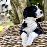 Sold: Boy 2 - White and black Bordoodle puppy in Pavo, Georgia from The Painted Egg at Copper Barrel Farm