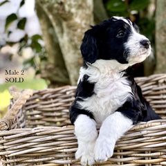 Sold: Boy 2 - White and black Bordoodle puppy in Pavo, Georgia from The Painted Egg at Copper Barrel Farm