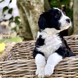 Sold: Boy 2 - White and black Bordoodle puppy in Pavo, Georgia from The Painted Egg at Copper Barrel Farm