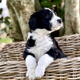Sold: Boy 2 - White and black Bordoodle puppy in Pavo, Georgia from The Painted Egg at Copper Barrel Farm