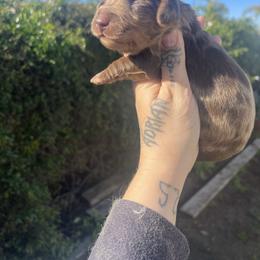 Carmel - Dapple male Dachshund puppy in Riverside, California from Keeping it mini kennels