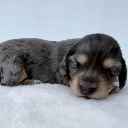 Silver potion - Dapple female Dachshund puppy in Sacramento, California from HEFFERNAN HOUNDS