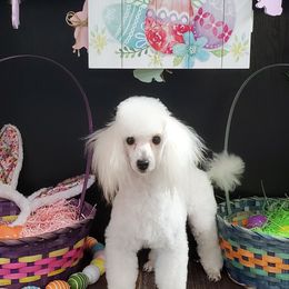 Poodles from Caloosa Kennels