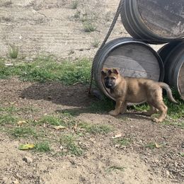 German Shepherd Puppies from Four Pines Ranch