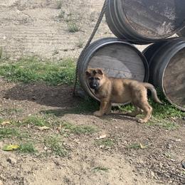 German Shepherd Puppies from Four Pines Ranch