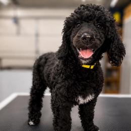 Cartwright's Magdalene the Faithful Witness - Black female Poodle puppy in Albany, Kentucky from Impressive Cartwright Standards
