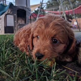 Cockapoos from Family Pooches
