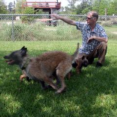 Belgian Laekenois Puppies from Chiens de Rafale