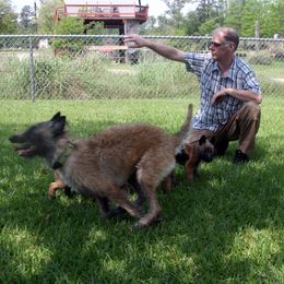 Belgian Laekenois Puppies from Chiens de Rafale