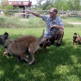 Belgian Laekenois Puppies from Chiens de Rafale