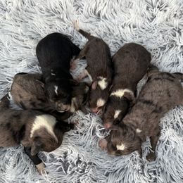 Aussiedoodle puppies from Brandilyn's Aussies
