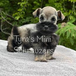 Girl 1 - Salt and pepper female Miniature Schnauzer puppy in Kentucky from Tyra's Mini Schnauzers