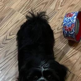 Shih Tzu All Grown Up from Creole Shih Tzu Lafayette