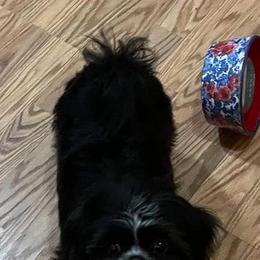 Shih Tzu All Grown Up from Creole Shih Tzu Lafayette