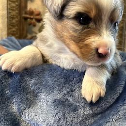 Australian Shepherd and Miniature Australian Shepherd Puppies from Puppy Love Ranch Mini Aussies