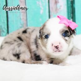 Bi Blue Merle 2 blue eyes - Blue merle female Miniature Australian Shepherd puppy in Pinehurst, Texas from Aussie Amor
