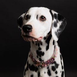 Clementine - Dalmatian