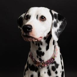 Clementine - Dalmatian