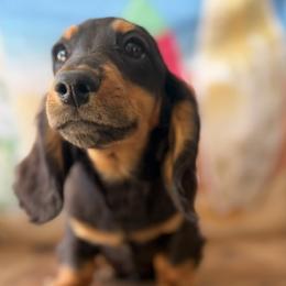 Zane - Black and tan male Dachshund puppy in Pflugerville, Texas from Dream A Dream Dachshunds