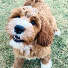 Julian - Apricot male Goldendoodle puppy in Scottsdale, Arizona from Cockadoodle Poo Puppies