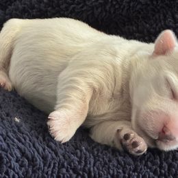 Pumpkin - White female West Highland White Terrier puppy in Roper, North Carolina from SoundHaven Westies