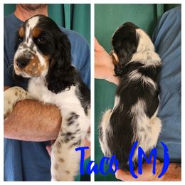 Taco - Black white and tan male English Springer Spaniel puppy in Spokane, Washington from Prairie Lane Springer Spaniels