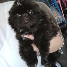Shih Tzu and Yorkshire Terrier Puppies from Topknot Shih Tzu & Yorkie