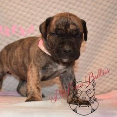 Aurora - Tiger female Perro de Presa Canario puppy in El Paso, Texas from PaPaws Gotta Love It Kennels