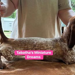 Dachshund All Grown Up from Tabatha’s Miniature Dreams