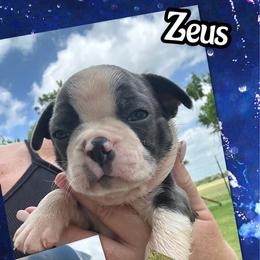Zeus - Blue male Boston Terrier puppy in Brazos Point, Texas from TX Southern Belle Bostons