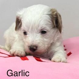Garlic - Parti male Goldendoodle puppy in Danville, Virginia from Stella’s Stunning Goldendoodles of VA