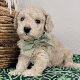 Leo - Cream male Goldendoodle puppy in Temecula, California from Oodles O'Doodles