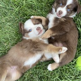 Miniature Australian Shepherd and Pembroke Welsh Corgi Puppies from The Hoppers Back 40