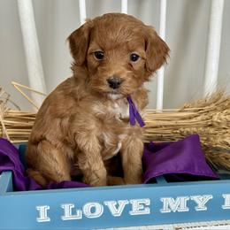 Purple - Red  female Goldendoodle puppy in Hesperia, Michigan from Red Acres Poodles & Doodles