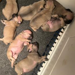 Girl 2 - Fawn female Pug puppy in Norborne, Missouri from Pug Palace