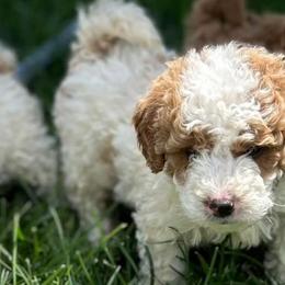 Goldendoodles and Poodles from Honey Blossom Doodles