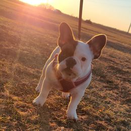 French Bulldog Puppies from Addylane Frenchies