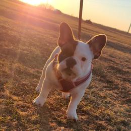 French Bulldog Puppies from Addylane Frenchies