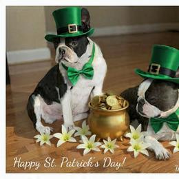 Knuckles - Boston Terrier