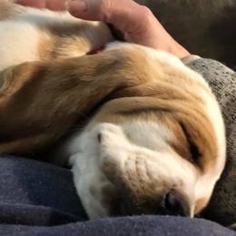 Basset Hounds from Palmtree Bassets