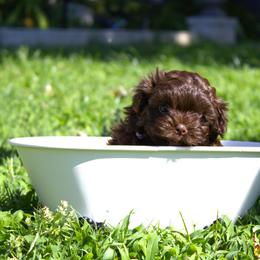 Russian Tsvetnaya Bolonka Puppies from Pink Lotus Kennels