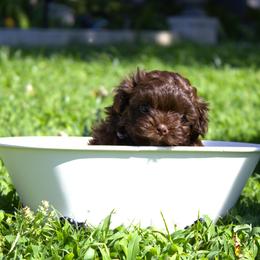 Russian Tsvetnaya Bolonka Puppies from Pink Lotus Kennels