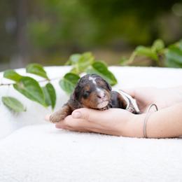 White collar - Blue merle male Bernedoodle puppy in Spokane, Washington from Doodle Love