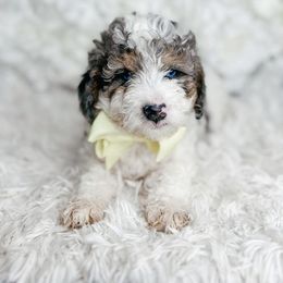 Bernedoodle, Cockapoo, and Goldendoodle Puppies from Danie’s Darling Doodles LLC