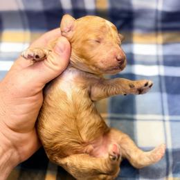 Male2 - Apricot male Poodle puppy in Liberty, Texas from Poodles and Doodles Most Excellent Adventures