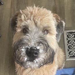 Soft Coated Wheaten Terriers from Bavaria Hills Wheatens