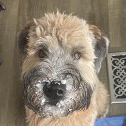 Soft Coated Wheaten Terriers from Bavaria Hills Wheatens