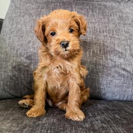 Chip - Red  male Goldendoodle puppy in Garden Grove, California from Sunkissed Doodles