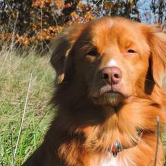 Ranger - Nova Scotia Duck Tolling Retriever